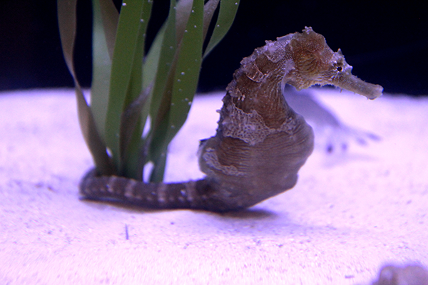 Lined Seahorse